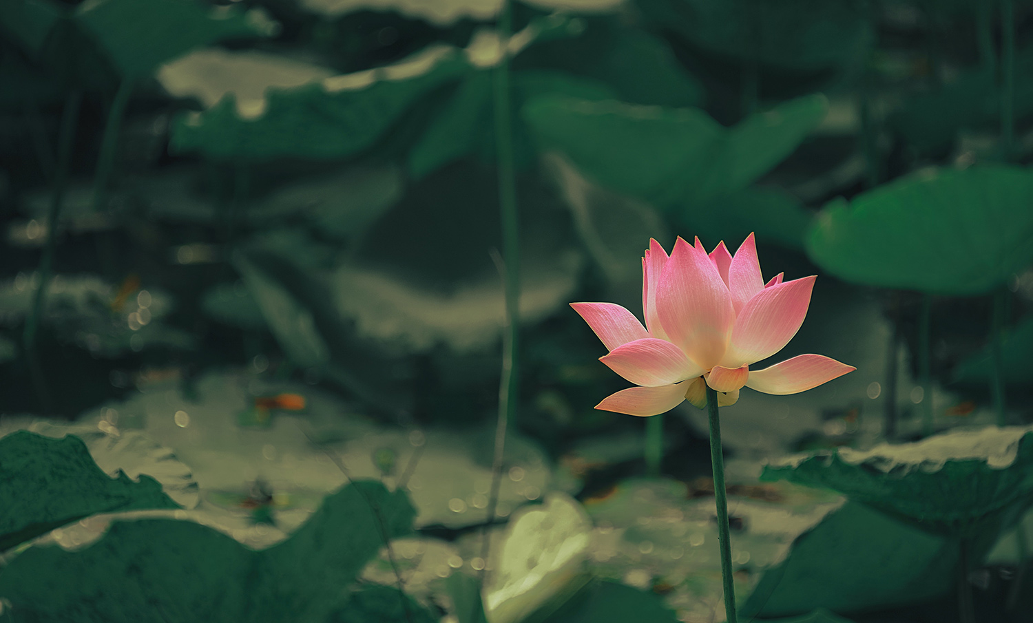 Lotus Flower representing self care